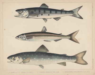 1. Saumon, 2. Osmerus Japonicus, 3. Salmo (Fario) Leucomaenis, 1855 - H. Patterson